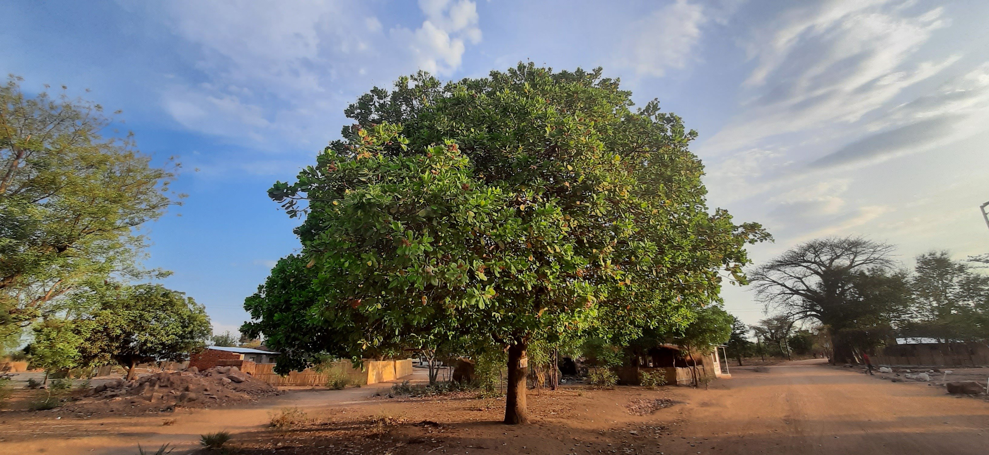 Malawi Treedom