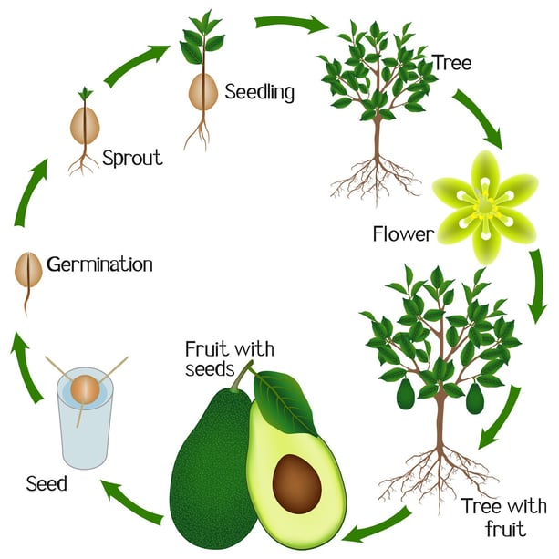 Il ciclo dell'Avocado