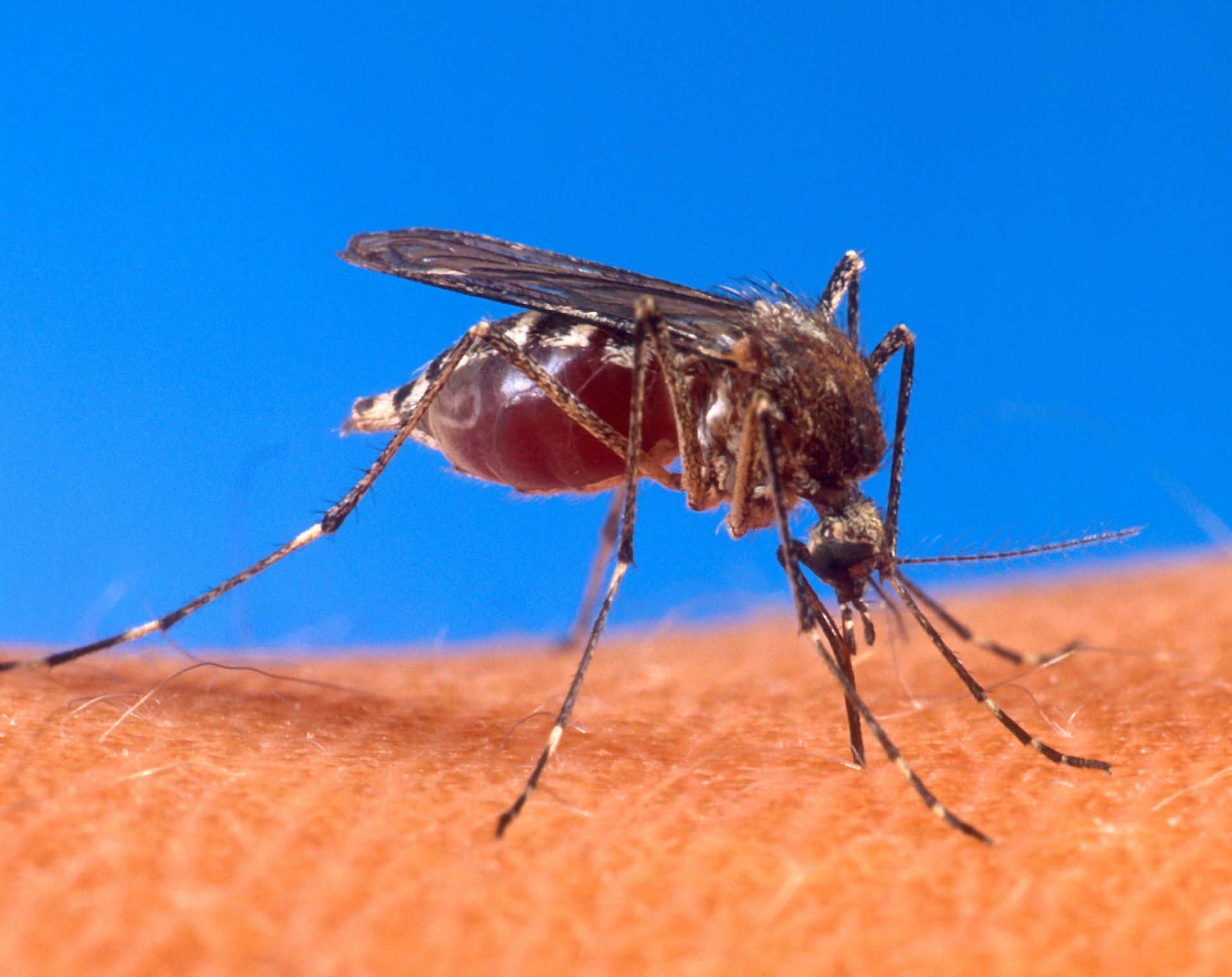 rimedi naturali contro le zanzare