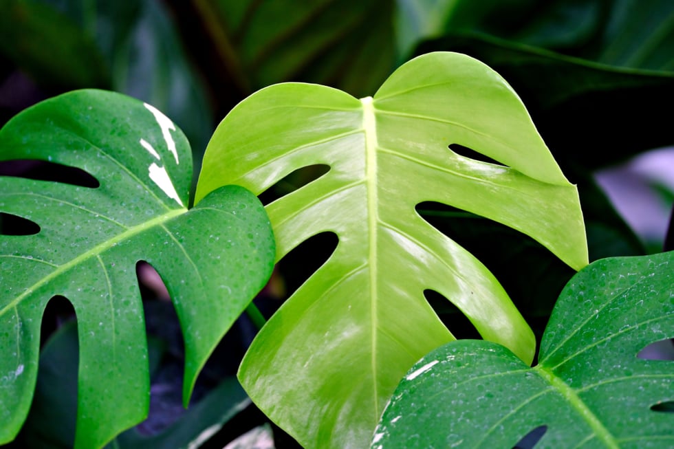 CasaVerde_Monstera-2