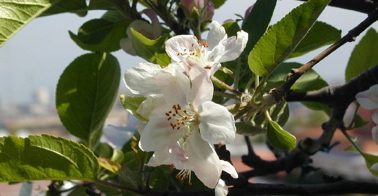 Fiori_di_melo