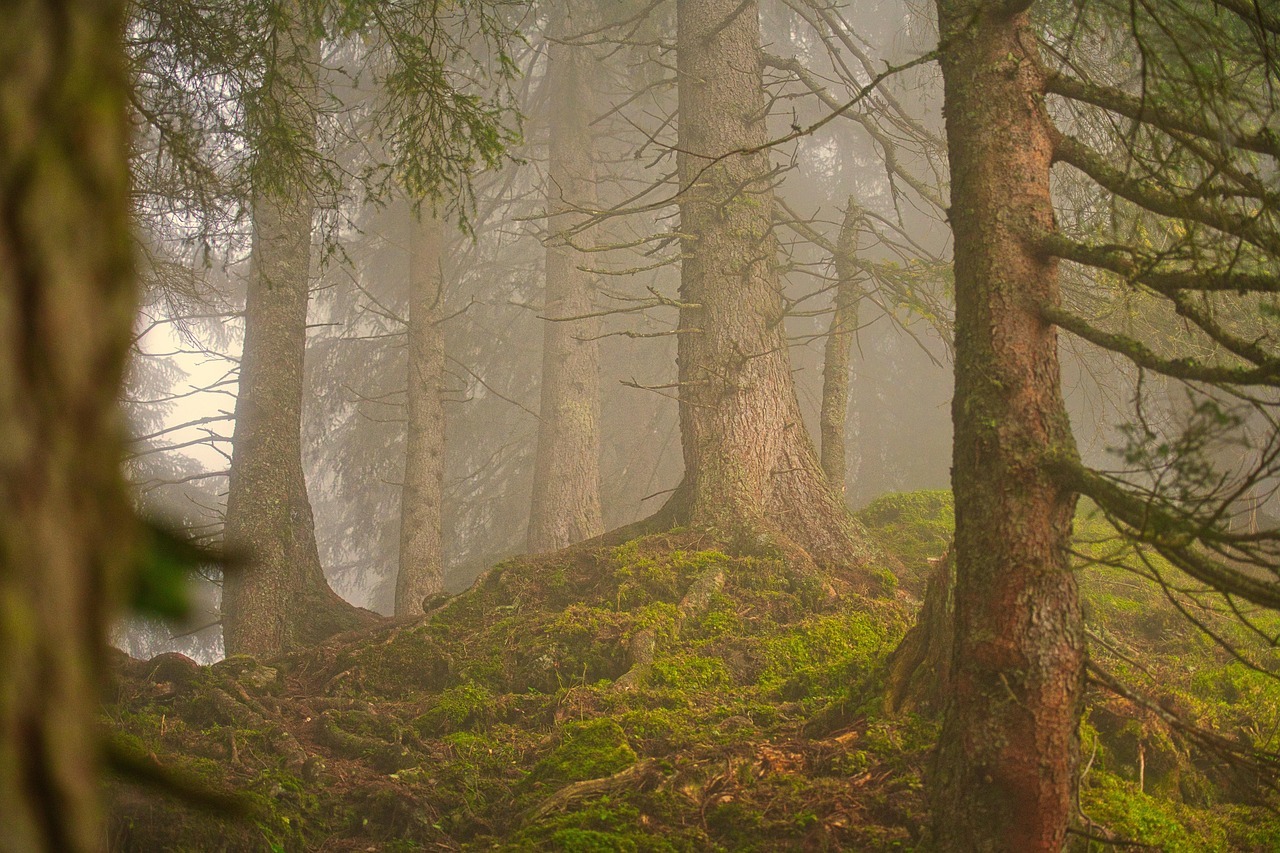 Foresta_citaizoni_2