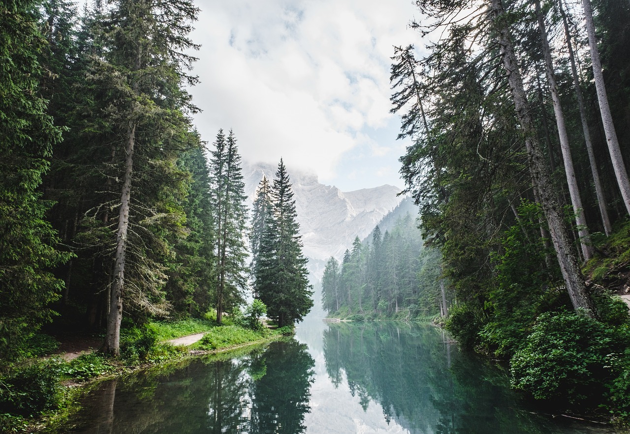 Foresta_citazioni
