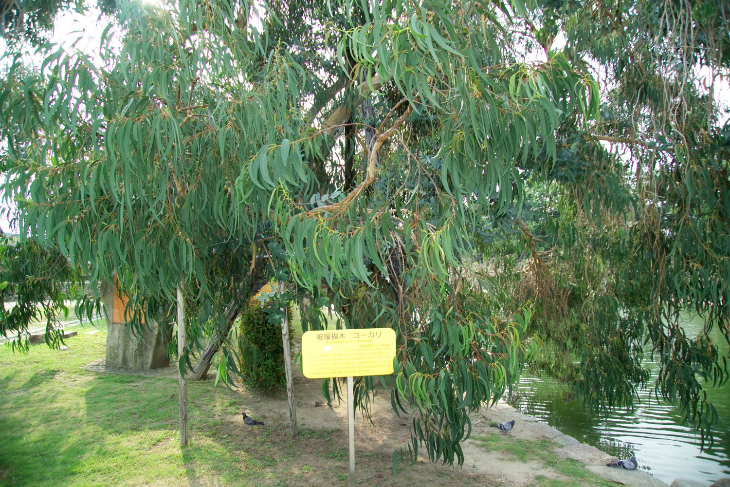 HiroshimaCastleEucalyptus7206