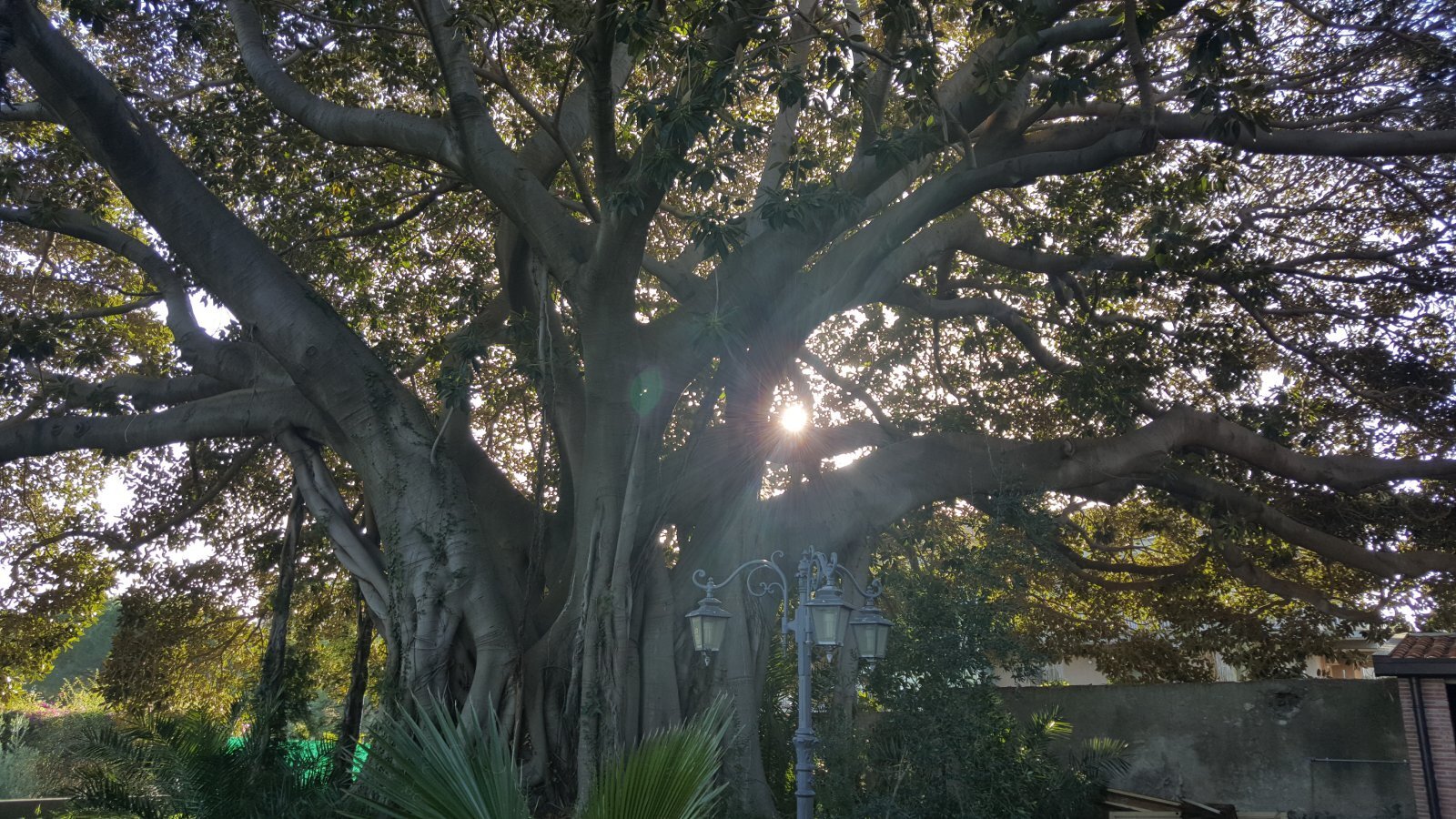 Il_grande_albero_monumentale_a_Riposto-1