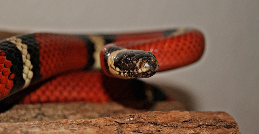 5 Breathtakingly Beautiful Snakes