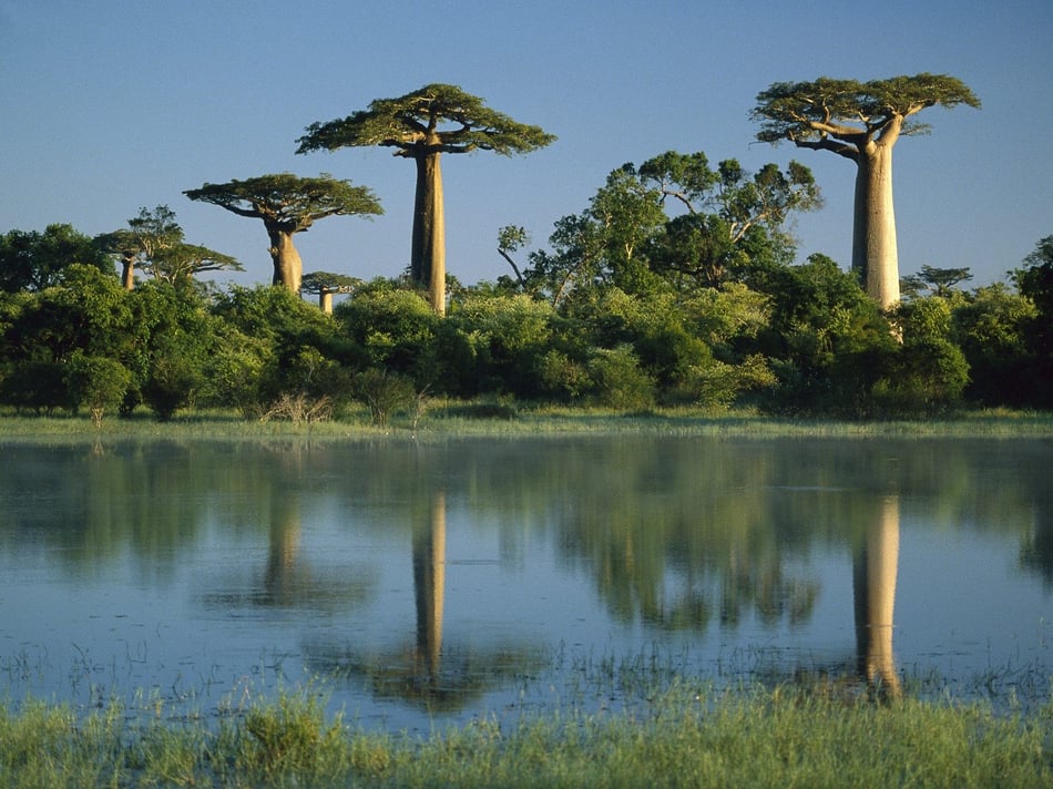 baobab-foresta-1