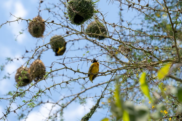 Kenya_Animals-01 (1)