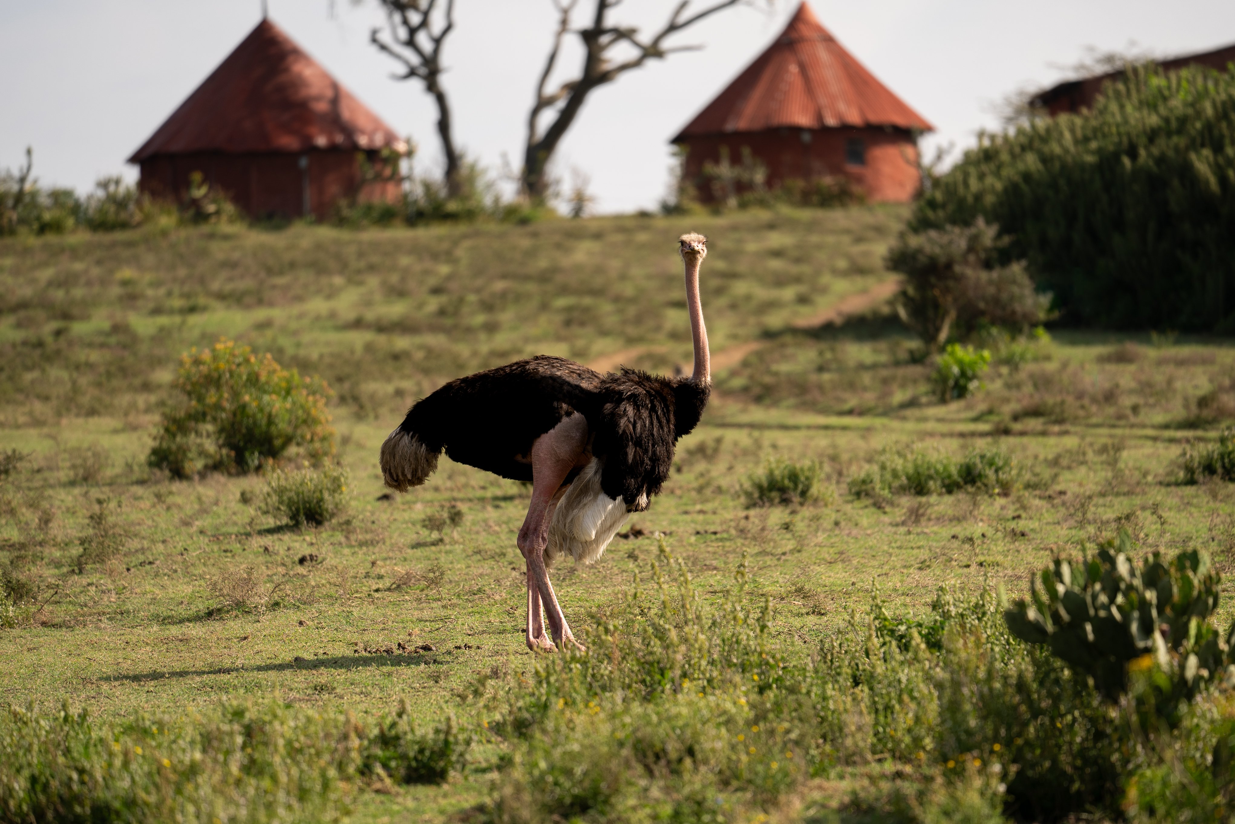 Kenya_Animals-15
