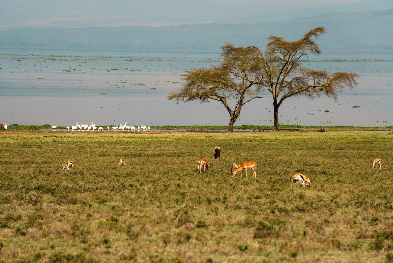 Kenya_Animals-26 (1)