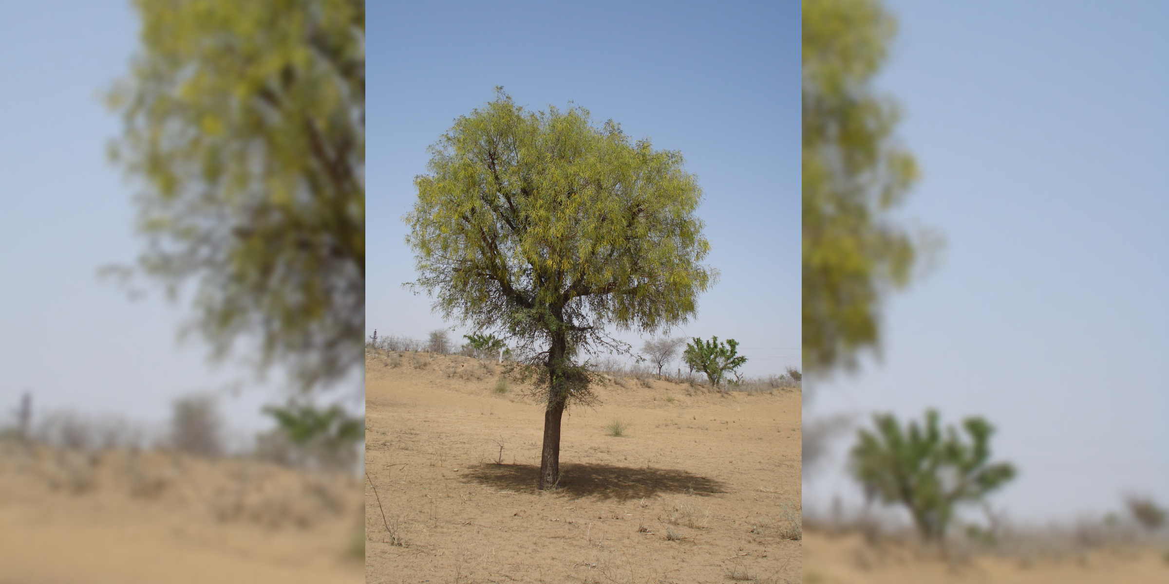 Khejri_tree