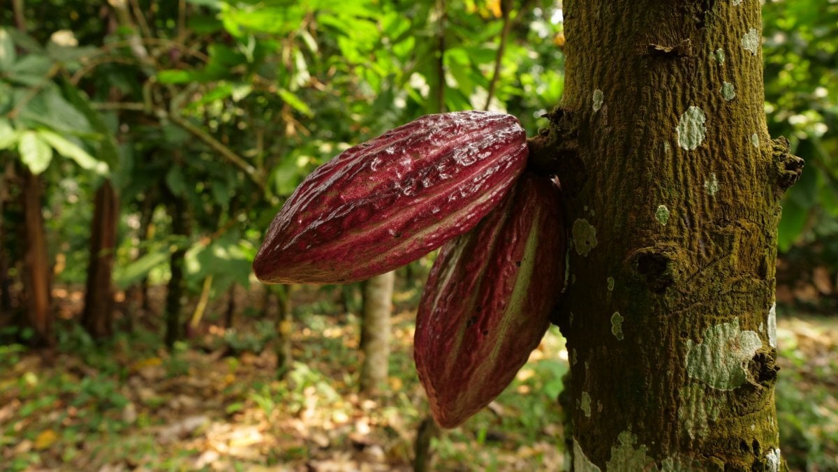 cacao_commercio