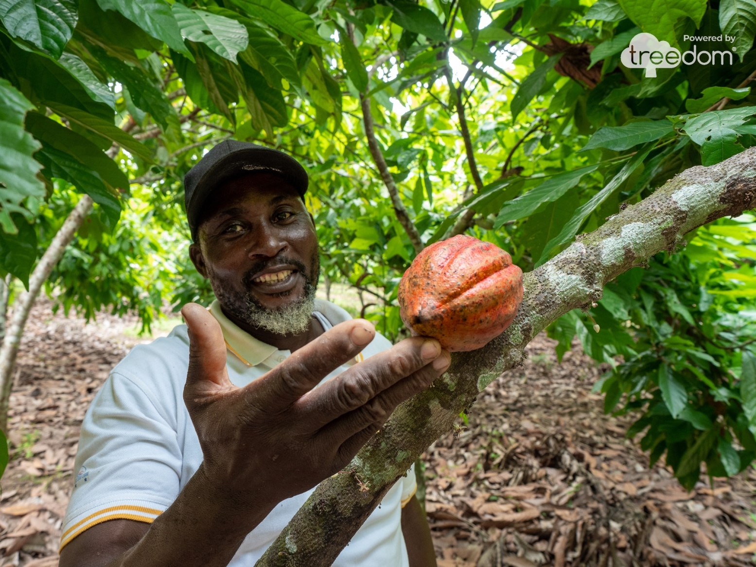 PlantsFruit_Cocoa_Cameroon (1)