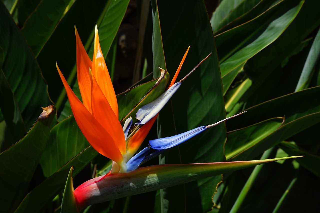 Strelitzia_3