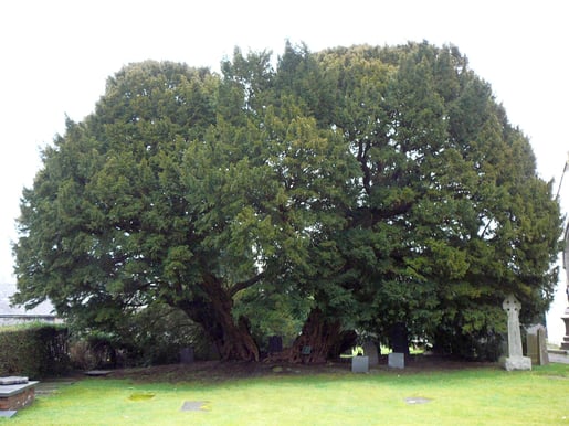 The_Llangernyw_yew