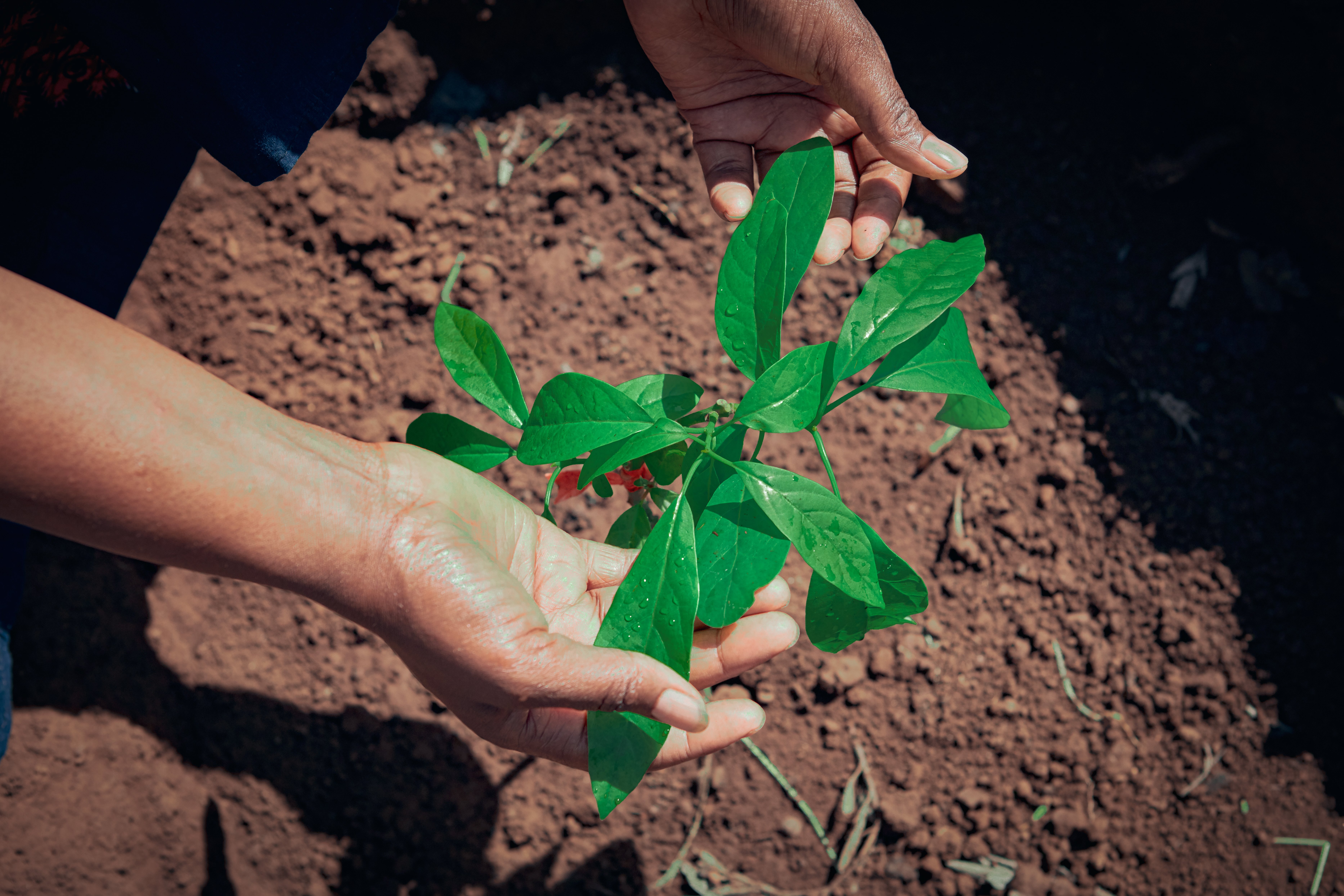 TreePlanting_Avocado_seedling-Tanzania-16