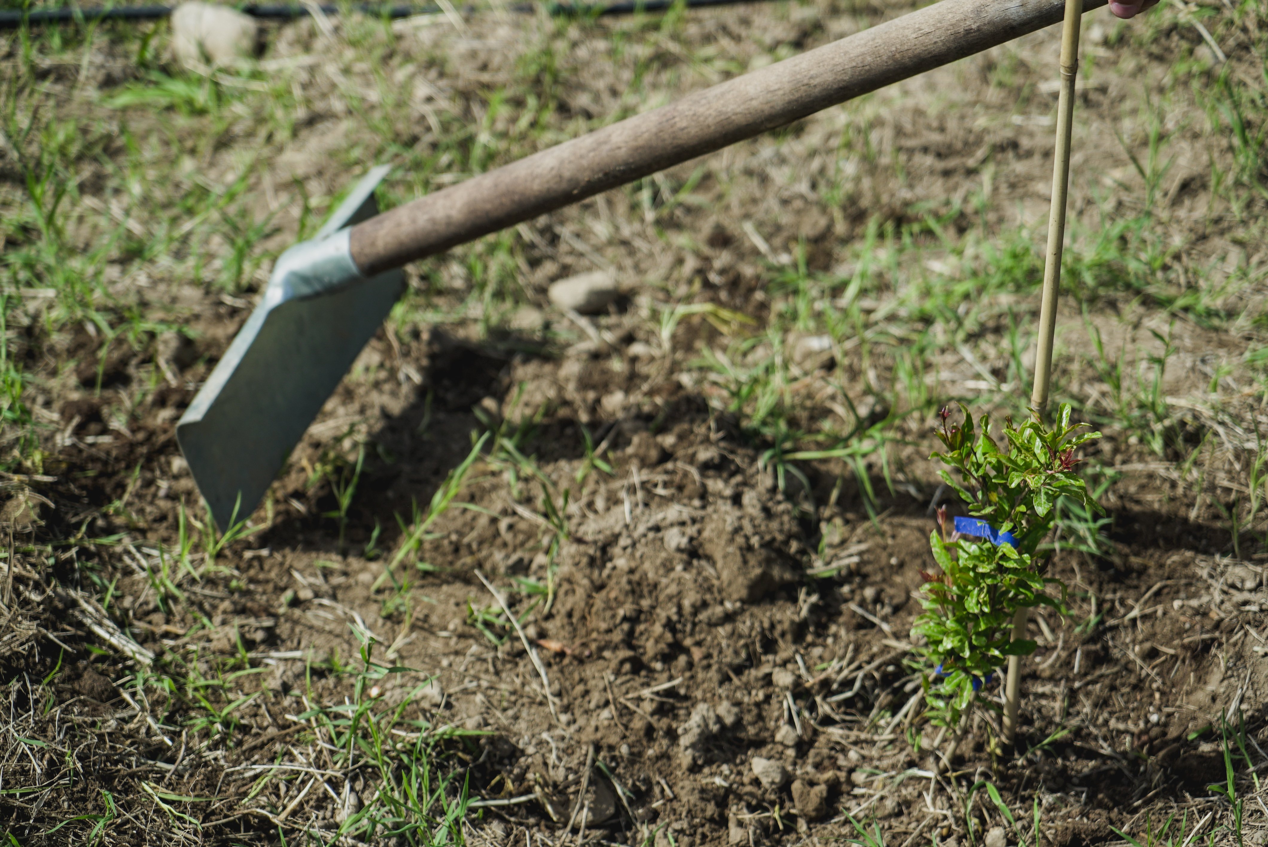 TreePlanting_Sicilia-3