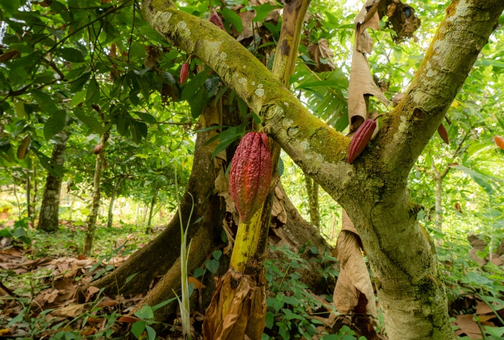 Treedom_Cocoa-18 (1)