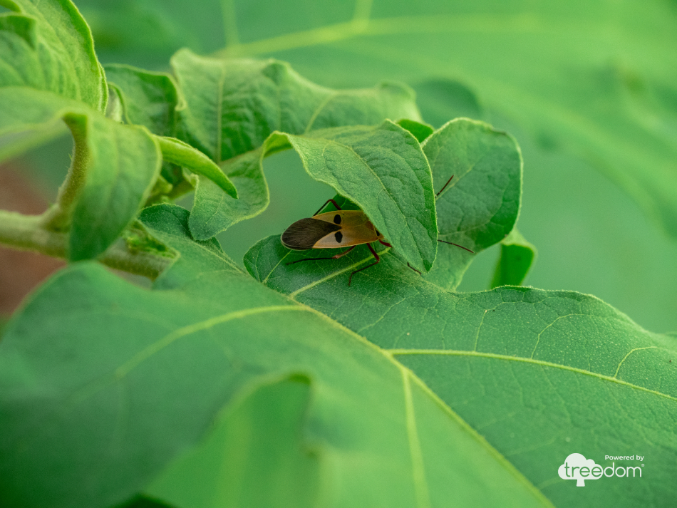 Treedom_Impact_Biodiversity-02 (1)