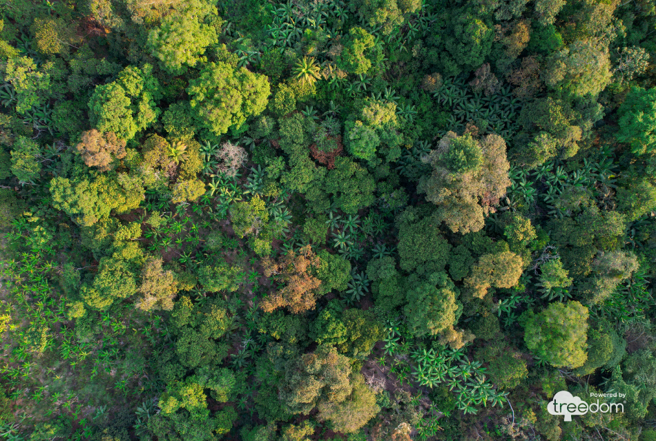 Treedom_Impact_Biodiversity-06 (1)