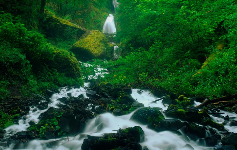 ancient-forest