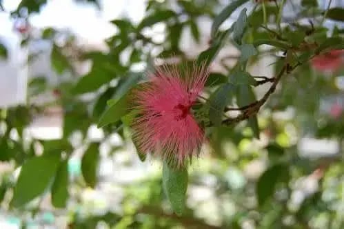 calliandra