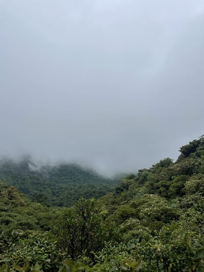 cloud-forest-min