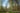 Forest bathing