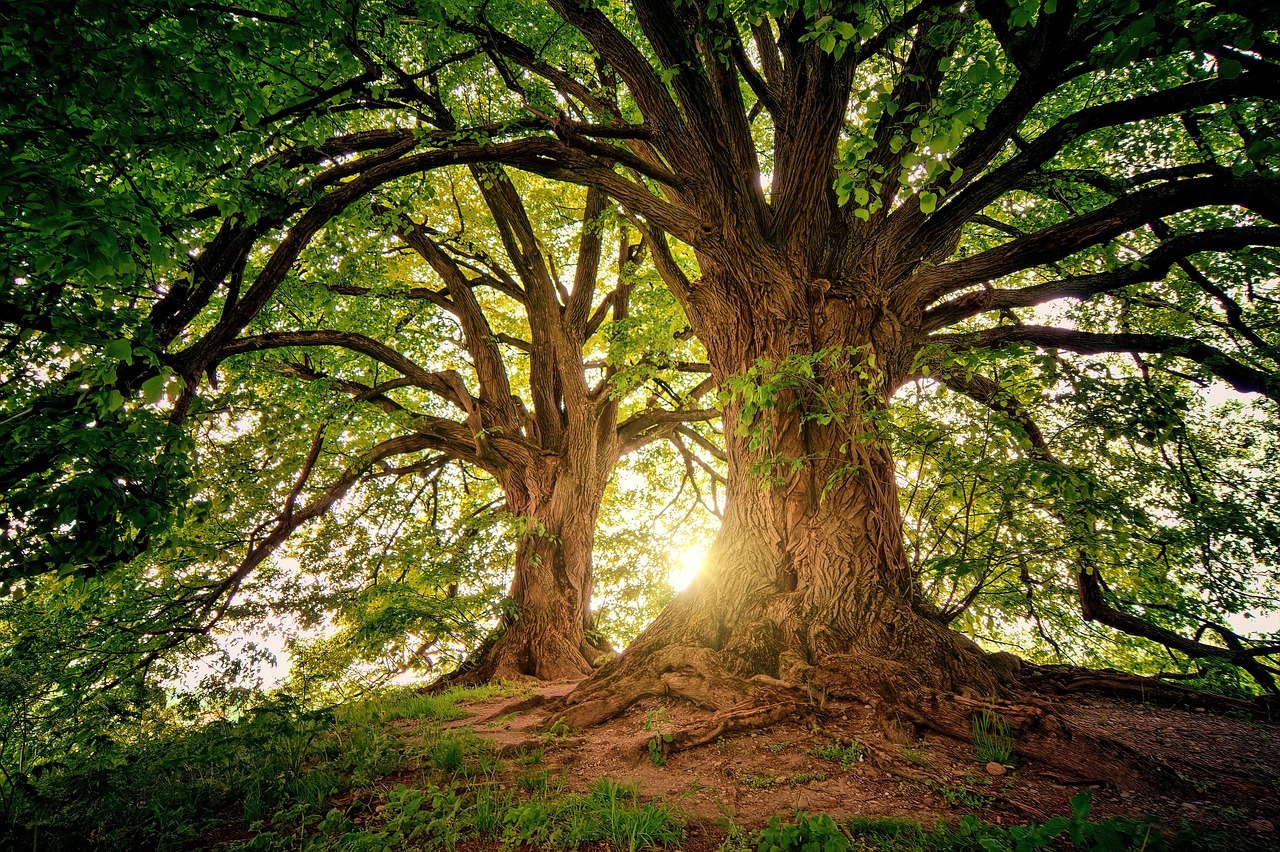foresta_citazioni_3