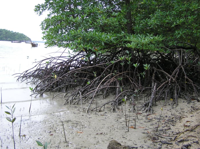 mangrovia asiatica