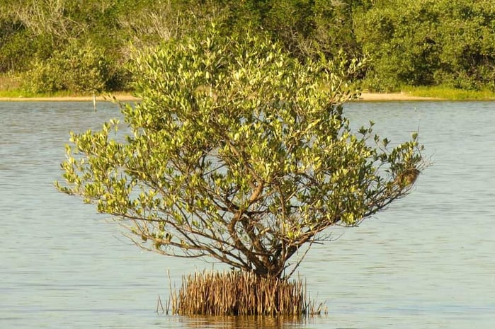mangrovia nera