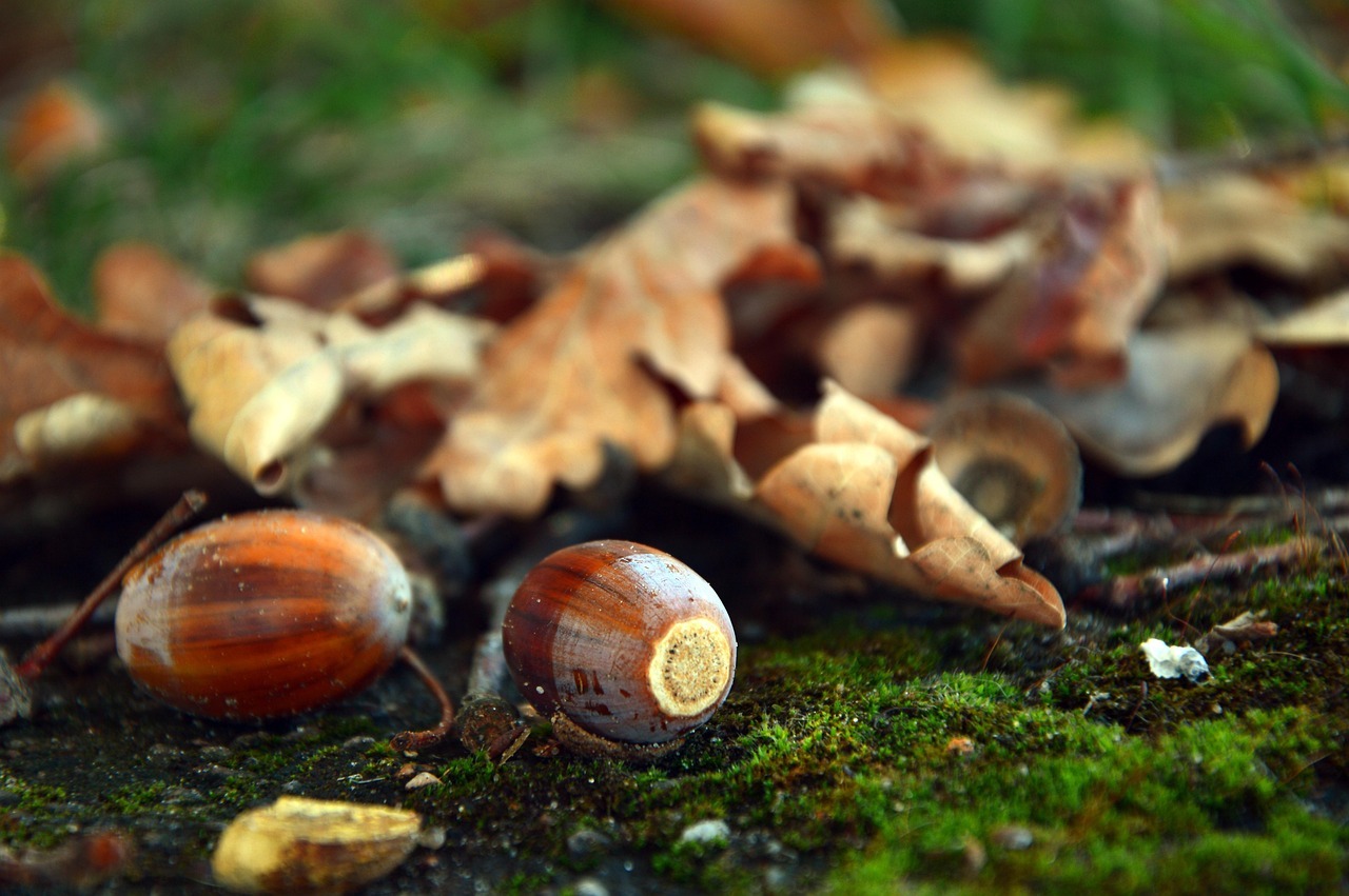 peggychoucair-acorns-3783773_1280