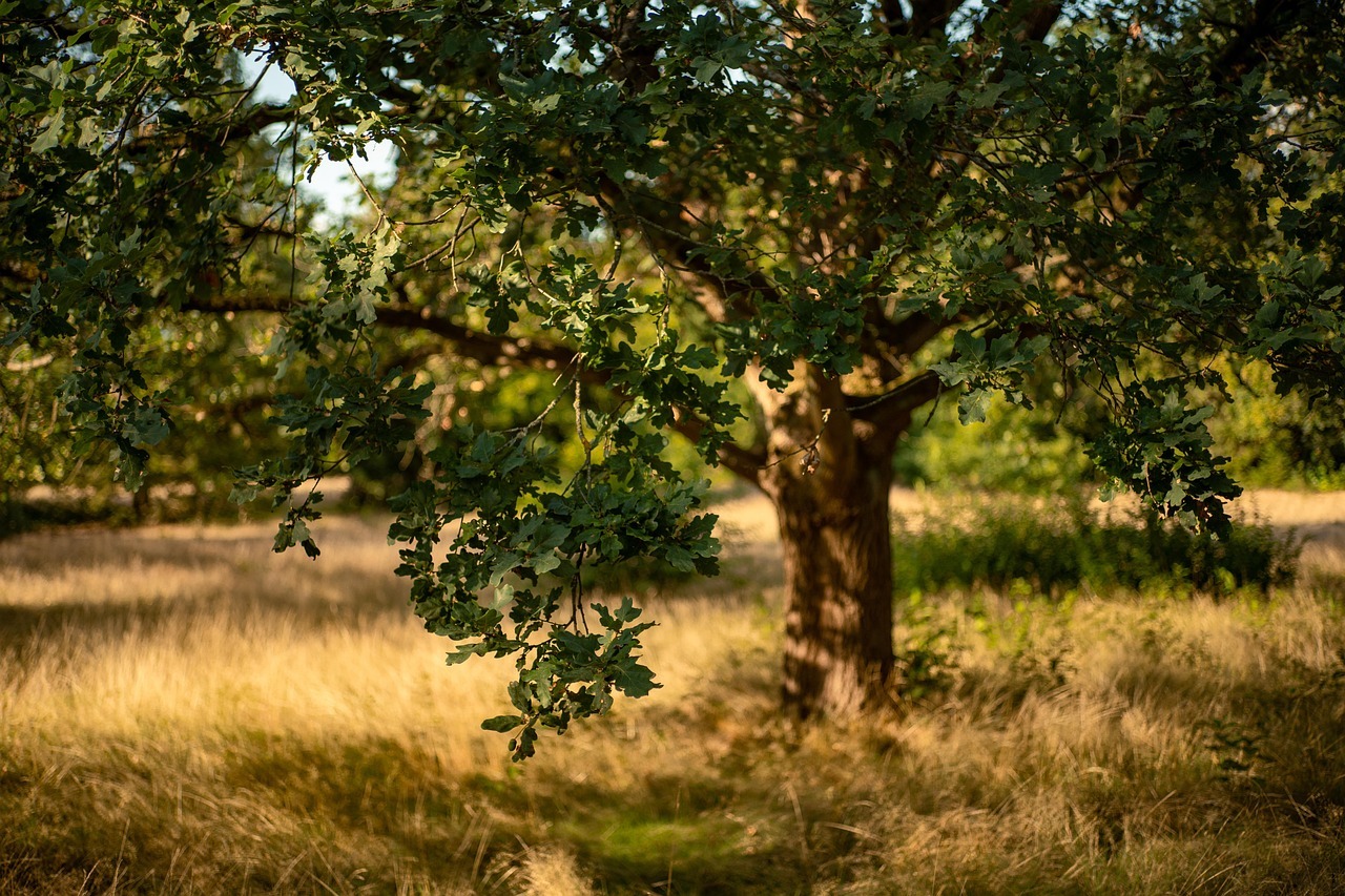 quercia_1