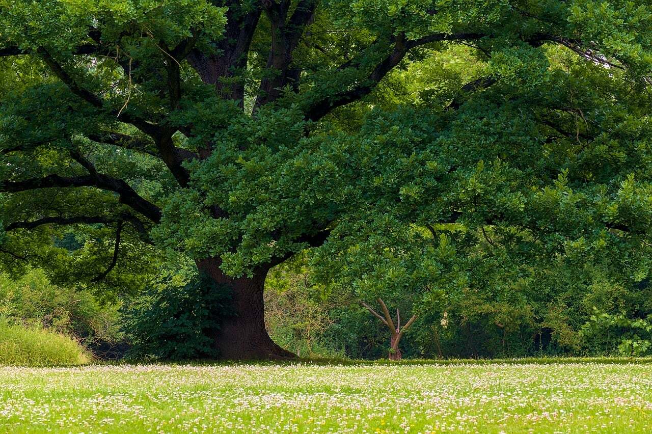 quercia_3