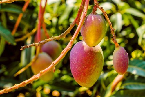 mango treedom