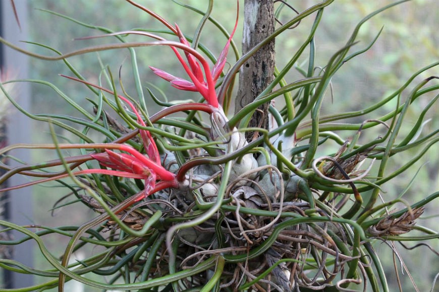 Tillandsia La Pianta Che Purifica L Aria