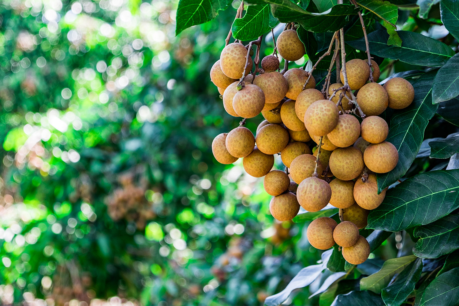 3-strange-tree-species-we-will-plant-in-2024