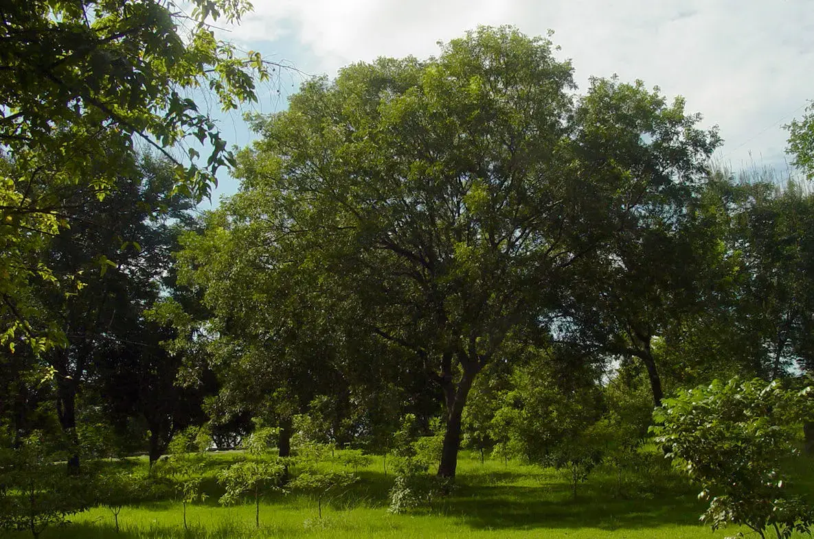 10 most at-risk tree species